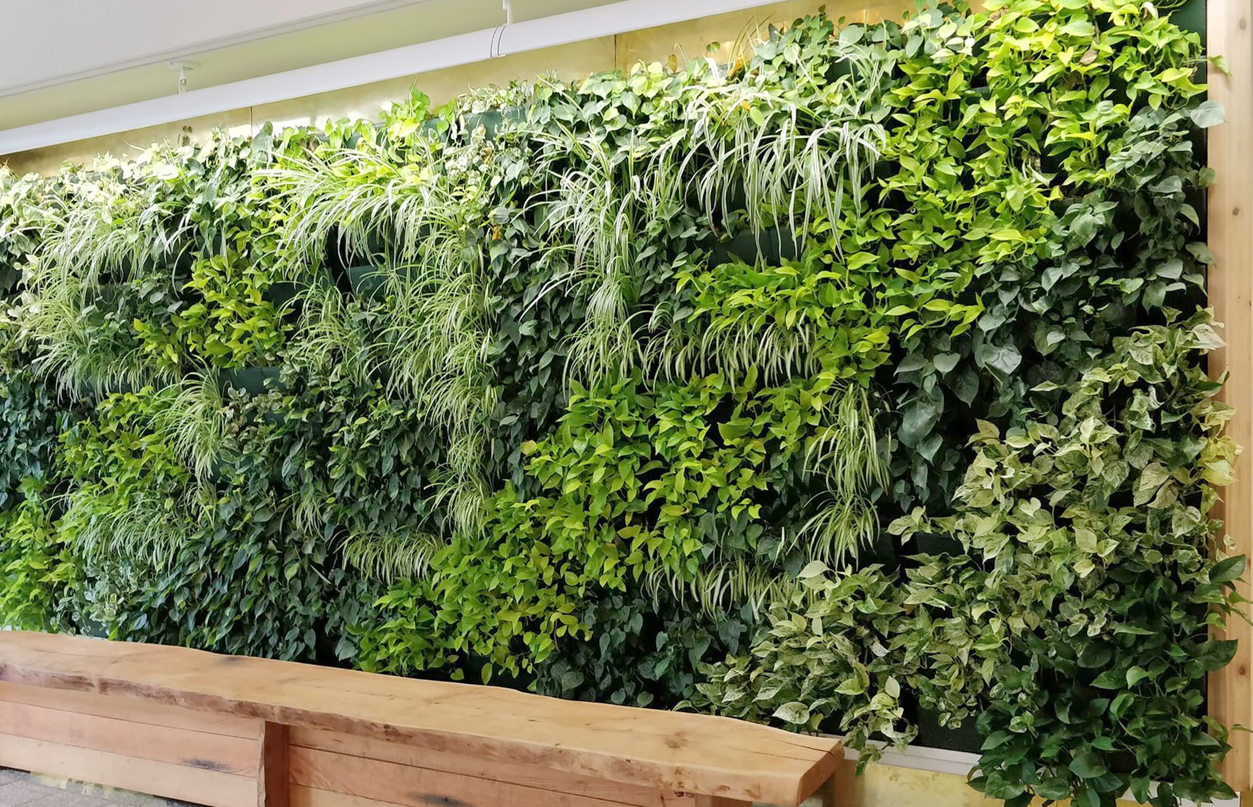 Green Living Wall